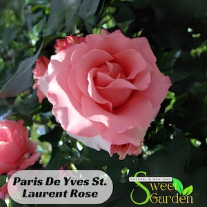 Paris de Yves St. Laurent Rose Seeds - Perennial - Authentic Seeds - Flowers - Easy To Grow - Climbing - shrubs - Rose Garden -  #1044