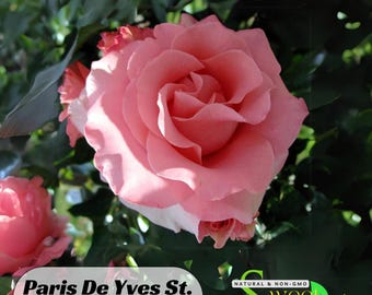 Paris De Yves Laurent Rose Seeds Perennial Authentic Seeds