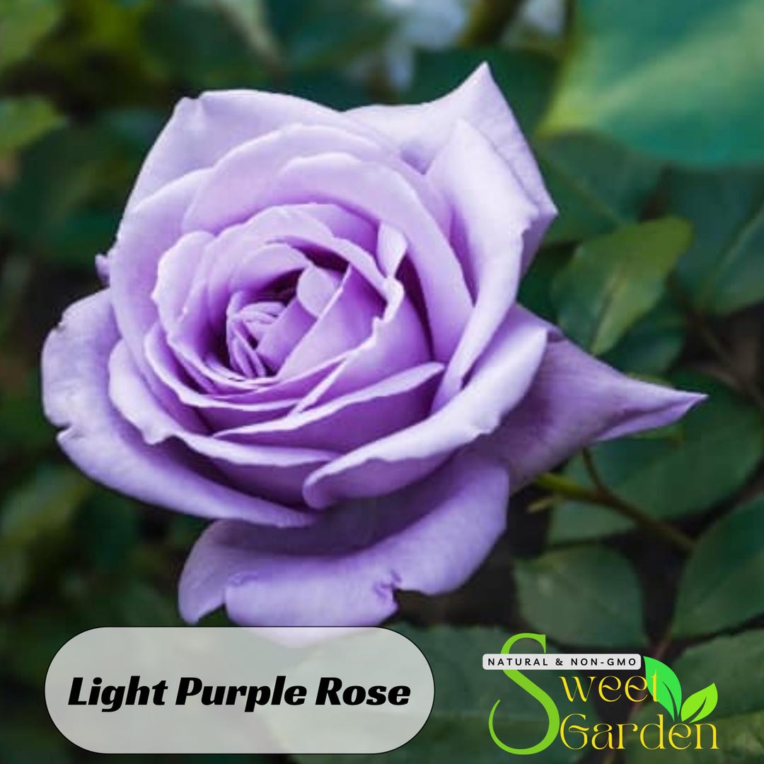 Light Purple Rose Seeds - Perennial - Authentic Seeds