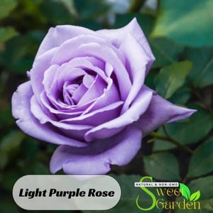 Light Purple Rose Seeds - Perennial - Authentic Seeds - Flowers - Easy To Grow - Climbing - shrubs - Rose Garden - B3G1#1084