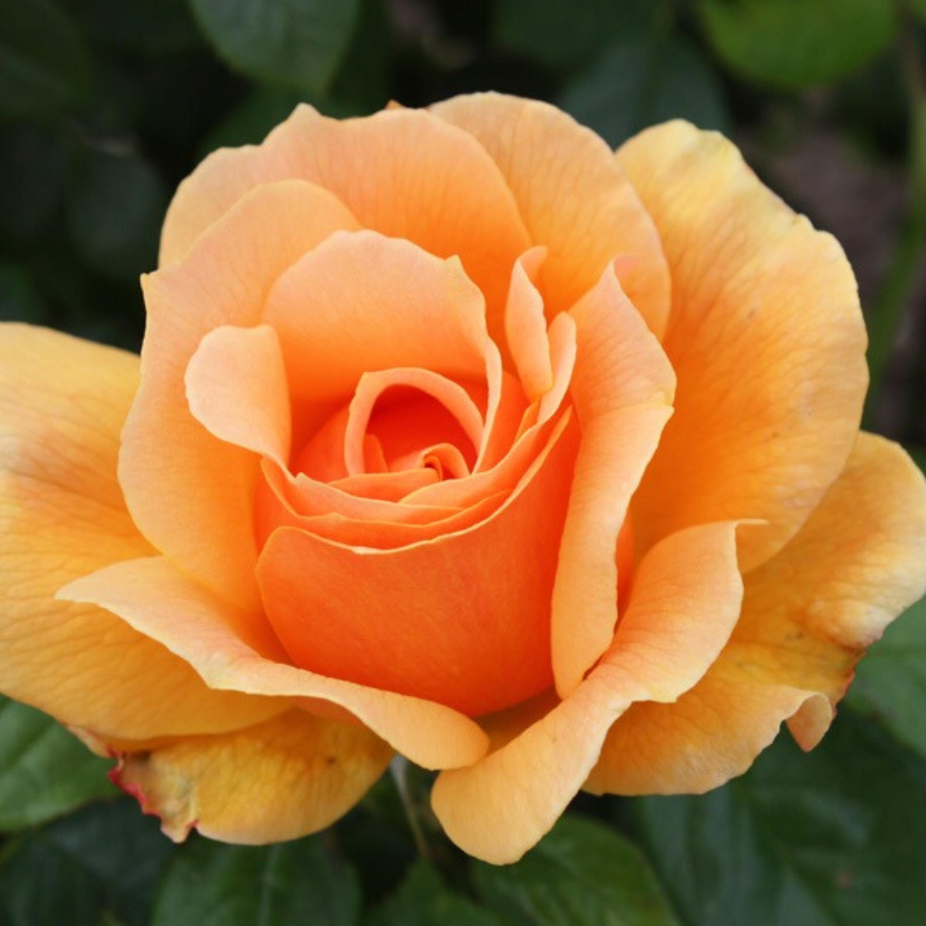 Large Face Roses About Face Rosa Grandiflora Rose Seeds - Perennial - Authentic Seeds ...