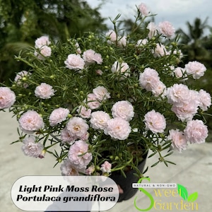 May include: Light pink moss rose, Portulaca grandiflora, in a pot. The plant has many small, delicate flowers.