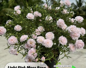 Light Pink Moss Rose Portulaca grandiflora seeds - Portulaca oleracea Seeds - Heirloom Succulent - Colorful Flowers -B5G1 #8180