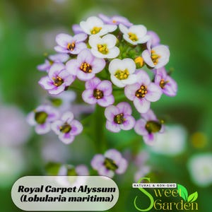 Royal Carpet Alyssum (Lobularia maritima) Seeds - Cold Resistant - Open-Pollinating - Drought Tolerant - Plant in Early Spring #306