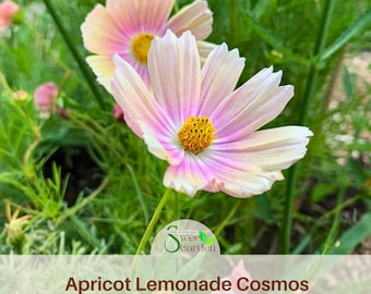 Apricot Lemonade Cosmos Seeds | Easy Grow, Butterfly Garden