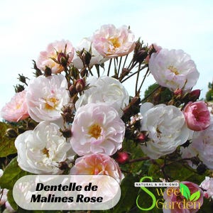 Dentelle de Malines Rose Seeds - Perennial - Authentic Seeds - Flowers - Easy To Grow - Climbing - shrubs - Rose Garden #1187