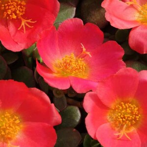 Puede incluir: Primer plano de flores de color rosa brillante con centros amarillos. Las flores tienen un aspecto delicado y con volantes y est&aacute;n floreciendo en un exuberante jard&iacute;n verde.