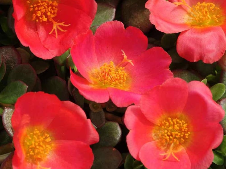 Puede incluir: Primer plano de flores de color rosa brillante con centros amarillos. Las flores tienen un aspecto delicado y con volantes y est&aacute;n floreciendo en un exuberante jard&iacute;n verde.