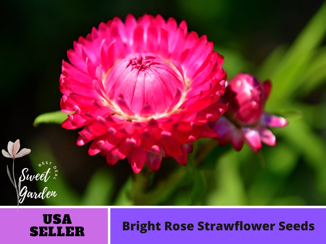 Bright Rose Strawflower Seeds Perennial Authentic Seeds Summer Blooms
