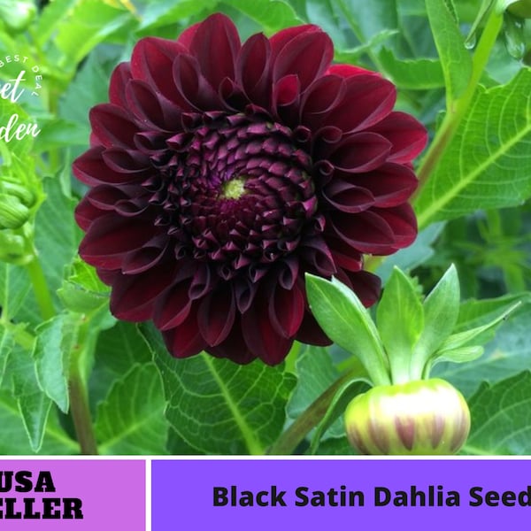 Black Satin Dahlia Seeds -Perennial -Authentic Seeds-Flowers -Organic. Non GMO -Vegetable Seeds-Mix Seeds for Plant-B3G1#D020.