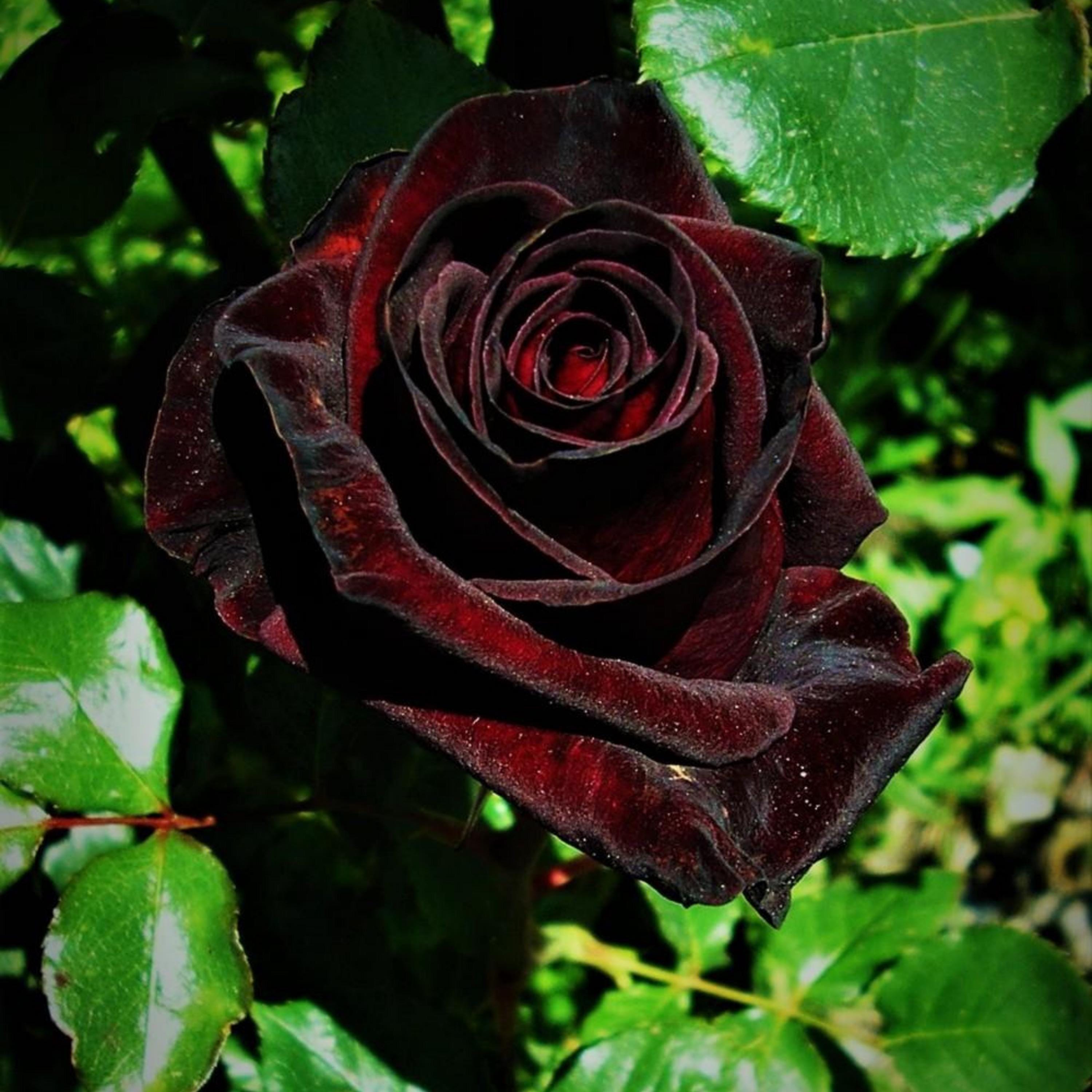 Black Baccara Hybrid Rare Rose Seeds - Perennial - Authentic Seeds