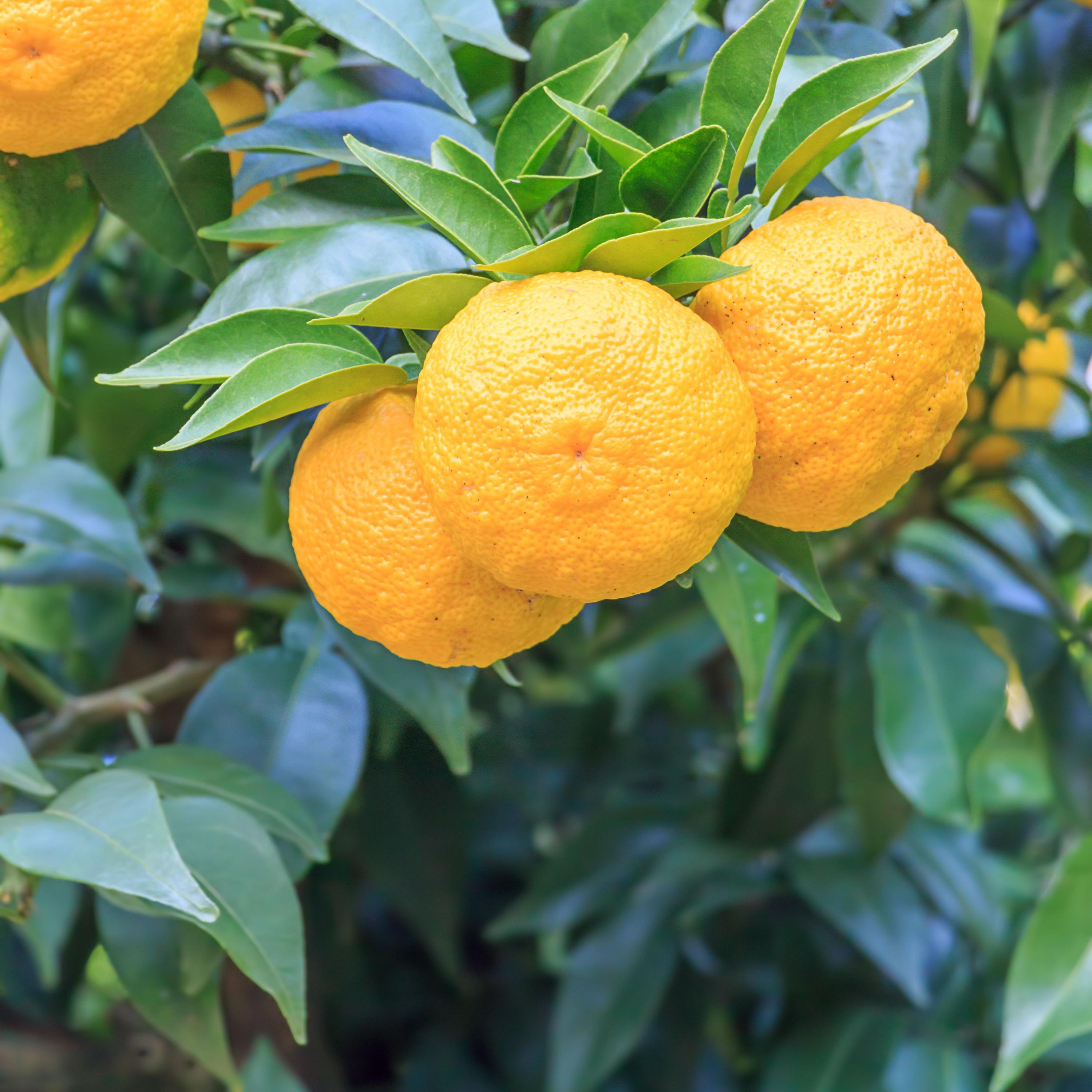 5s| Yuzu Citrus - Fragrant Lemon Seeds - Hardy Tree – Unique Lemon