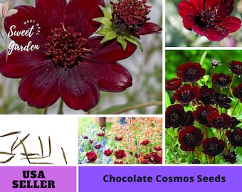 Chocolate Cosmos Seeds  -Annuals-Authentic Seeds-Flowers -Organic. Non GMO -Vegetable Seeds-Mix Seeds for Plant-B3G1#L017