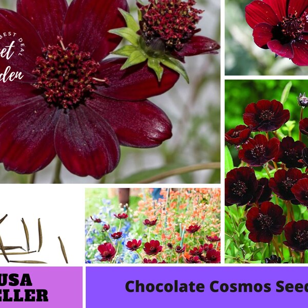 Chocolate Cosmos Seeds  -Annuals-Authentic Seeds-Flowers -Organic. Non GMO -Vegetable Seeds-Mix Seeds for Plant-B3G1#L017