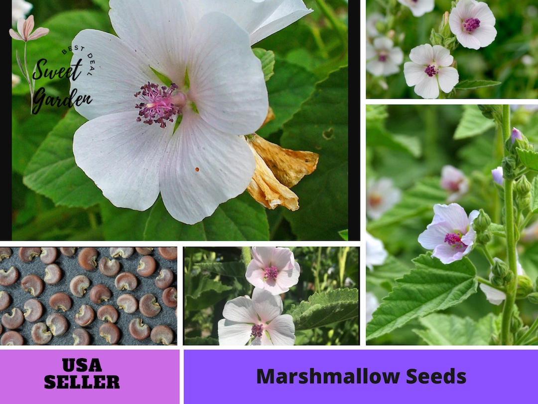 30 Seeds Marshmallow Seeds perennial authentic Seedsflowers organic