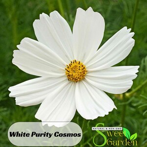 50s|White Purity Cosmos Seeds - Annual - Authentic Seeds - Easy Care Flowers - Easy To Grow - Mix Seeds For Plant -  #L018