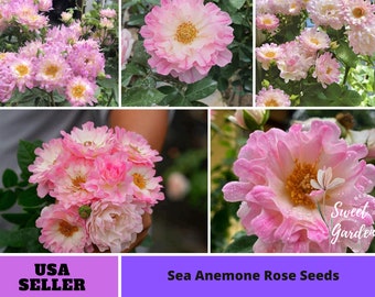 Sea Anemone Rose Seeds-Perennial -Authentic Seeds-Flowers -Organic. Non GMO-Mix Seeds for Plant- Asian Garden - B3G1#1168