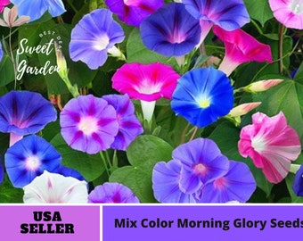Mix Color Morning Glory Flower  Seeds #F005 [Authentic Seeds, GMO Free, Flower Seeds, Herbal Seeds, Fruit Seeds, B3G1 ]