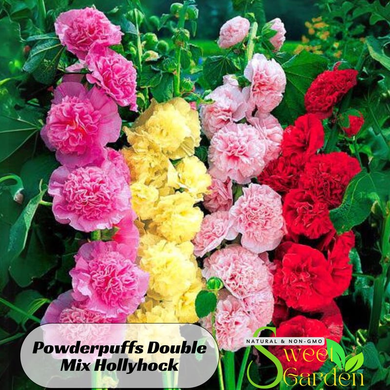 25 Purple & Yellow Hollyhock Seeds – Stunning Cottage Garden Flowers