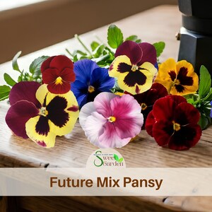 May include: A collection of colorful pansy flowers in shades of deep red, bright yellow, royal blue, and soft pink with dark centers, accompanied by green leaves. The image includes the text Sweet Garden and Future Mix Pansy at the bottom.