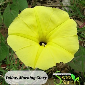 May include: A bright yellow morning glory flower with a dark center. The flower is in focus and the background is blurred.