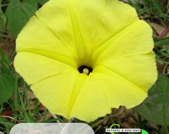 Yellow Morning Glory Seeds - Authentic Seeds, Annual, Flowers, Easy To Grow, Flower Seeds, Herbal Seeds, Vine Seedst  #F021