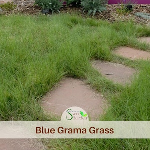 May include: A patch of green Blue Grama grass growing around irregular, flat, light brown stone pavers. A circular logo with the text Sweet Garden is visible, and the text Blue Grama Grass is printed in brown at the bottom of the image.