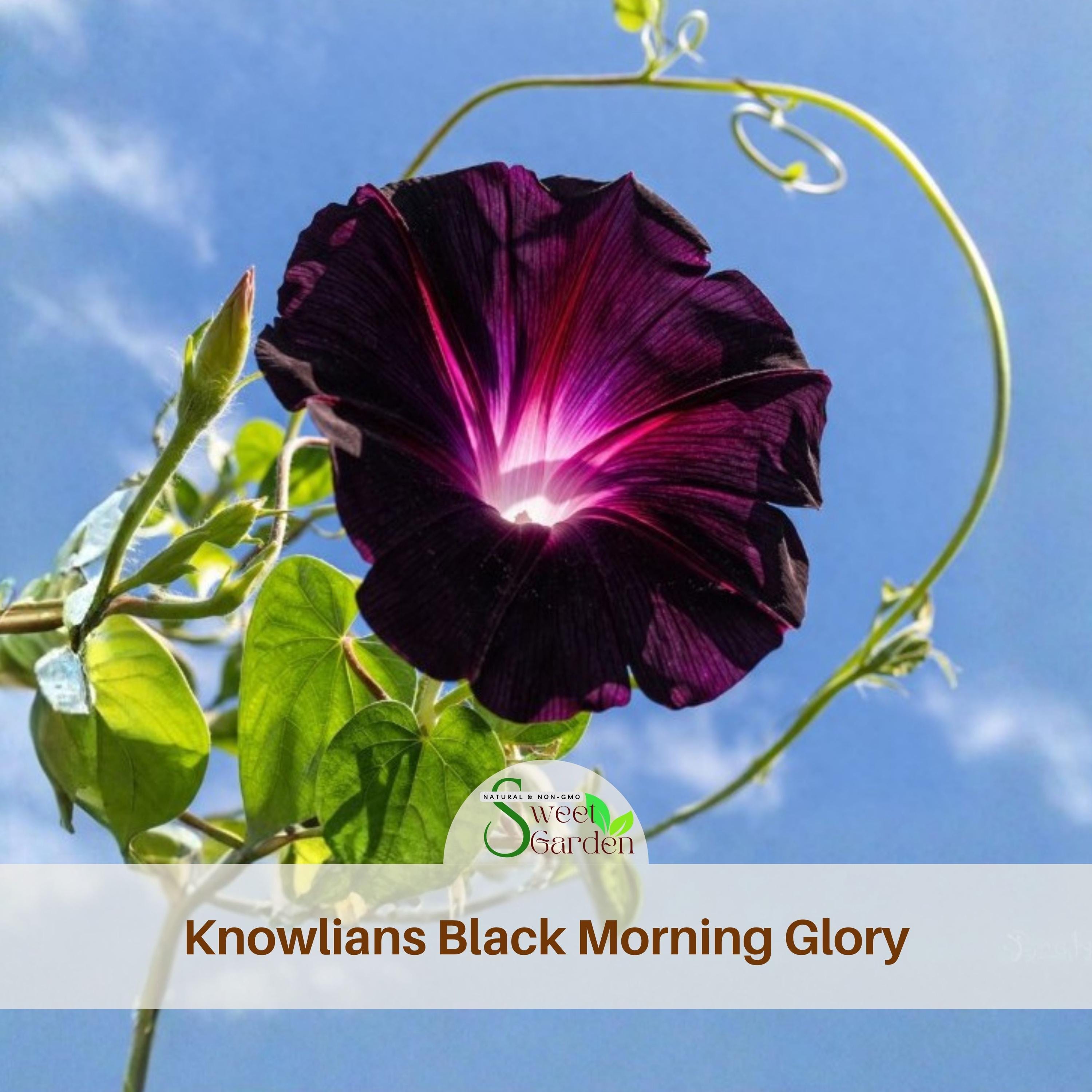 未開封　MORNING GLORY Synthetic Knowlians Black Morning Glory Seeds - Authentic Seeds, Annual
