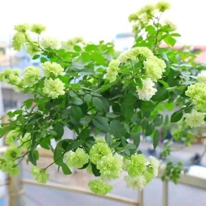 Green Ice Rose Seeds Perennial Authentic Seeds Flowers Easy to Grow ...