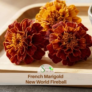 May include: Three French Marigold New World Fireball flowers with layered, ruffled petals in deep shades of red, orange, and yellow. The flowers are arranged on a light-colored wooden surface. A logo with the text Sweet Garden is visible.
