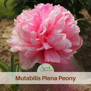 Mutabilis Plena Peony Seeds | Heirloom Perennial Flowers (10+ Seeds)