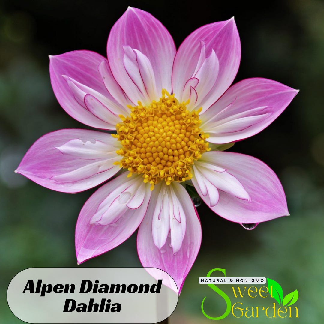 thumbnail image 2 of 25 Palmares Dahlia Seeds - Perennial Flower Seeds For Planting, Easy To Grow, Blooms In Fall/Spring/Summer, USA Seller 2 of 5