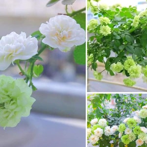 Green Ice Rose Seeds Perennial Authentic Seeds Flowers Easy to Grow ...
