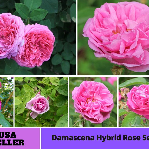 Pink Damascena Hybrid Rose Seeds-Perennial -Authentic Seeds-Flowers -Organic. Non GMO-Mix Seeds for Plant-B3G1#1125