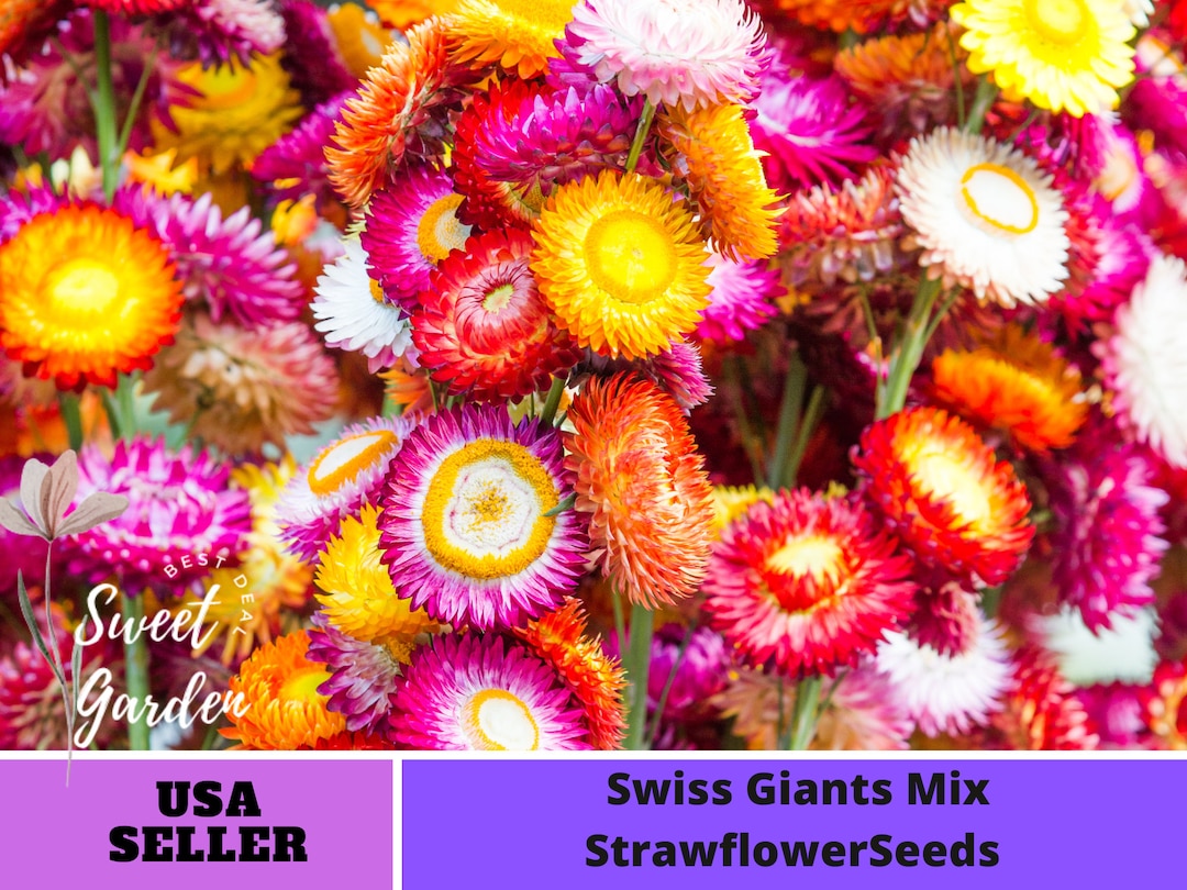 Mix Color Strawflower Perennial Authentic Seeds Summer Blooms Golden