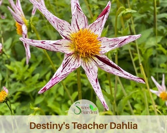 Destiny's Teacher Mignon Dahlia Seeds - Summer Blooming Garden Flower