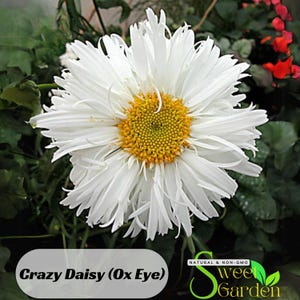 100s|Crazy Daisy (Ox Eye) Seeds - Perennial - Authentic Seeds - Daisy Flowers -  Asteraceae - Daisy Bloom - Daisy Fields - Clumping -  #N013