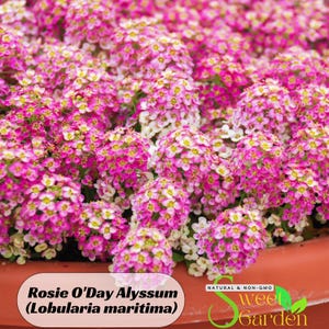 May include: Close-up of a vibrant display of Rosie O'Day Alyssum flowers, featuring clusters of small, pink and white blossoms. The image includes the text "Rosie O'Day Alyssum (Lobularia maritima)" and the words "Natural & Non-GMO".