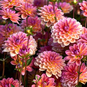 May include: A close-up of a cluster of pink and orange dahlia flowers in bloom. The flowers have a layered, ruffled appearance and are arranged in a garden setting.