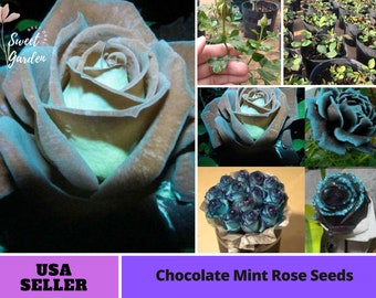 Chocolate Mint Rose Seeds-Perennial -Authentic Seeds-Flowers -Organic. Non GMO -Vegetable Seeds-Mix Seeds for Plant-B3G1#1079