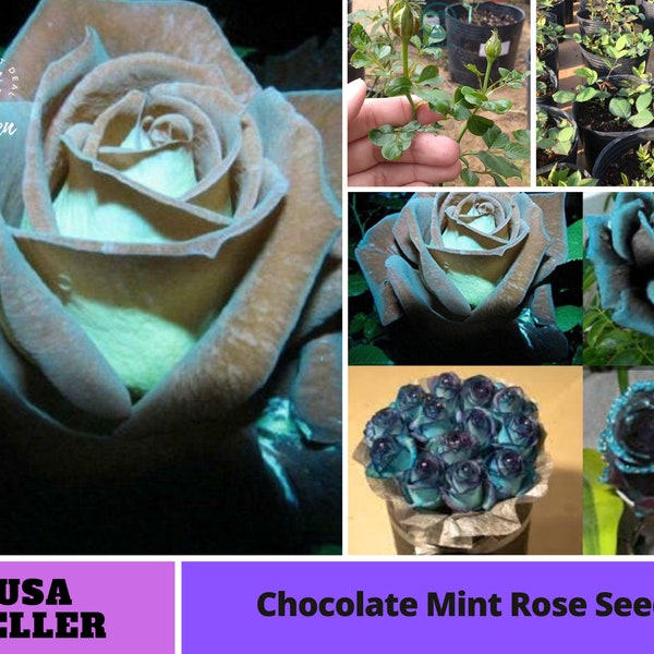Chocolate Mint Rose Seeds-Perennial -Authentic Seeds-Flowers -Organic. Non GMO -Vegetable Seeds-Mix Seeds for Plant-B3G1#1079