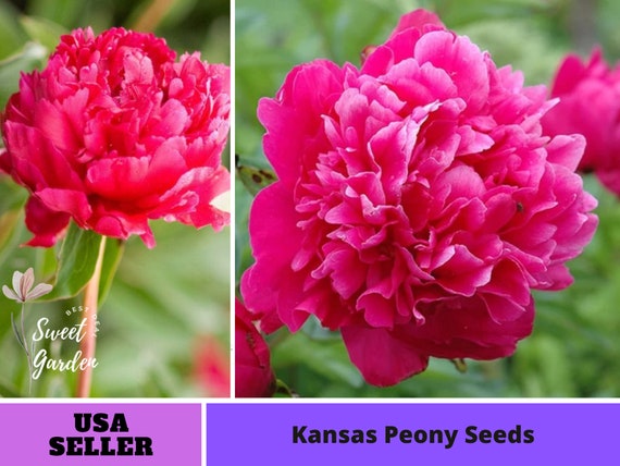 10+ Rare Seeds| Peter Brand Peony Seeds #B015