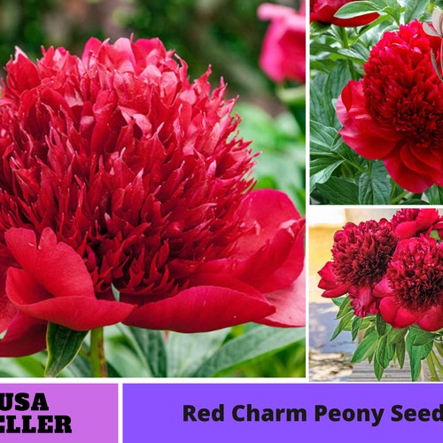 10 Seedsmutabilis Plena Peony Seeds perennial authentic Etsy