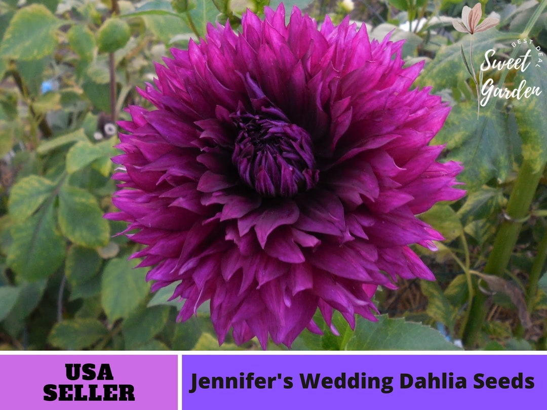 Jennifer's Wedding Dahlia Seedsperennial authentic Seedsflowers