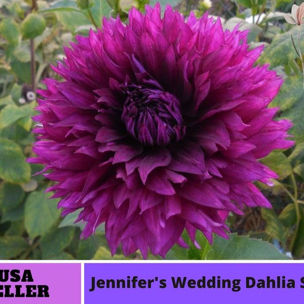 Jennifer's Wedding Dahlia Seeds-Perennial -Authentic Seeds-Flowers -Organic. Non GMO-Mix Seeds for Plant-B3G1#D060