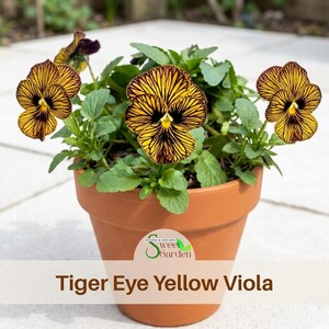 Tiger Eye Yellow Viola Seeds-Cold Resistant-Open-Pollinating-Self-Pollinating-Draft Resistant-Plant in late Summer/Spring