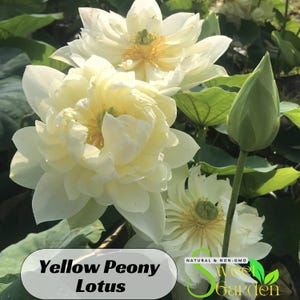 5+ Rare Seeds| Yellow Peony Lotus Seeds  - Indian Lotus (Nelumbo Nucifera) Seeds - Easy To Grow - Lotus Flower  #Q046