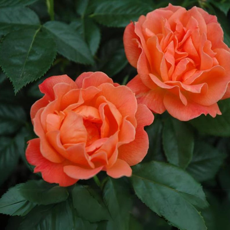 SweetGardenUS Anna's Promise Grandiflora Rose Seeds - Thumbnail 5