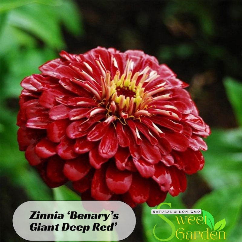Vibrant Rare Zinnia Seeds View Concept Vibrant Rare Zinnia Seeds View Concept