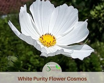 White Purity Cosmos Seeds - Annual - Authentic Seeds - Easy Care Flowers - Easy To Grow - Mix Seeds For Plant